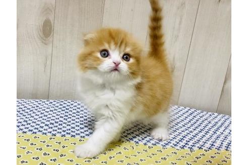 成約済の大阪府のスコティッシュフォールド-14254の1枚目