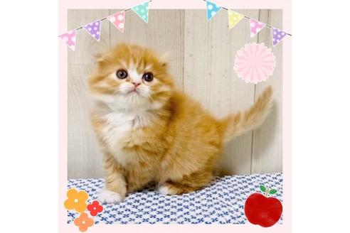 成約済の大阪府のスコティッシュフォールド-14255の5枚目