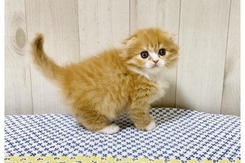 成約済の大阪府のスコティッシュフォールド-14255の4枚目