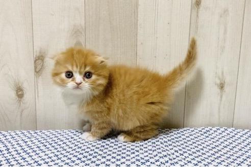 成約済の大阪府のスコティッシュフォールド-14255の3枚目