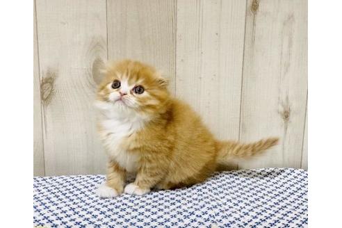 成約済の大阪府のスコティッシュフォールド-14255の2枚目