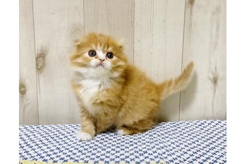 成約済の大阪府のスコティッシュフォールド-14255の1枚目