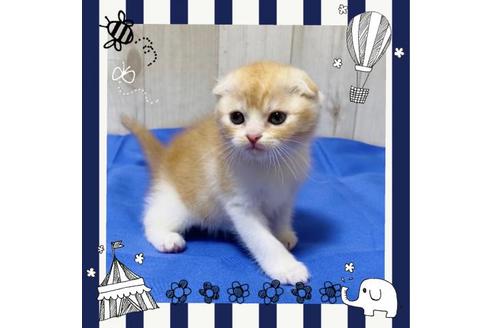 成約済の大阪府のスコティッシュフォールド-14256の1枚目