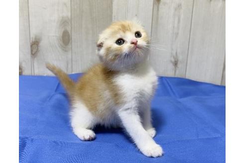 成約済の大阪府のスコティッシュフォールド-14256の4枚目