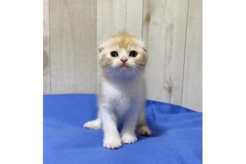 成約済の大阪府のスコティッシュフォールド-14256の3枚目