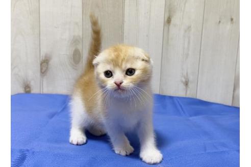 成約済の大阪府のスコティッシュフォールド-14256の2枚目