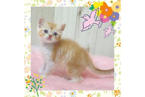 成約済の大阪府のスコティッシュフォールド-14257の4枚目