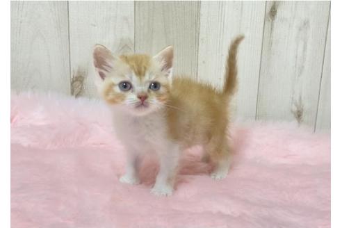 成約済の大阪府のスコティッシュフォールド-14257の3枚目