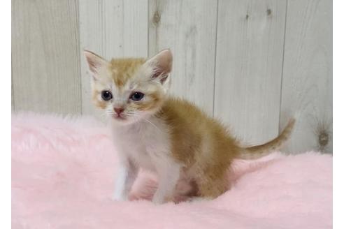 成約済の大阪府のスコティッシュフォールド-14257の2枚目