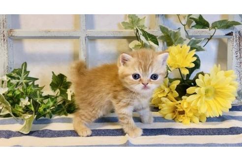 成約済の大阪府のエキゾチックショートヘア-14258の5枚目