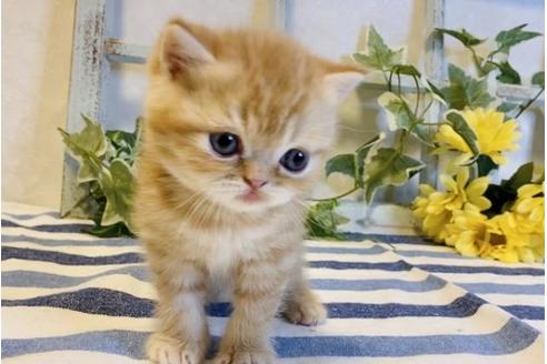 成約済の大阪府のエキゾチックショートヘア-14258の4枚目