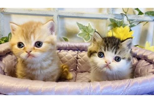 成約済の大阪府のエキゾチックショートヘア-14258の3枚目