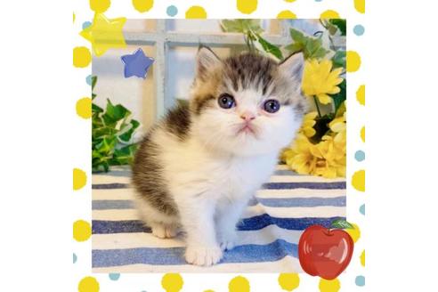 成約済の大阪府のエキゾチックショートヘア-14259