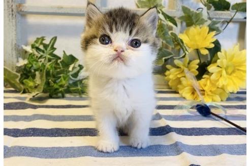 成約済の大阪府のエキゾチックショートヘア-14259の6枚目