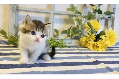 成約済の大阪府のエキゾチックショートヘア-14259の4枚目