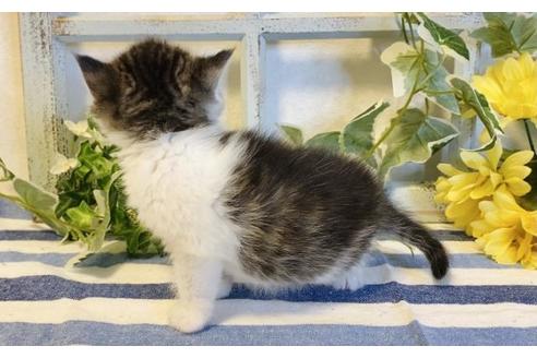 成約済の大阪府のエキゾチックショートヘア-14259の3枚目