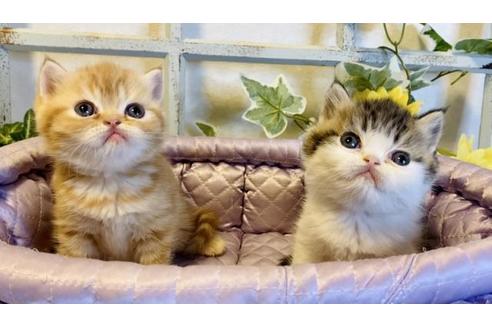 成約済の大阪府のエキゾチックショートヘア-14259の2枚目