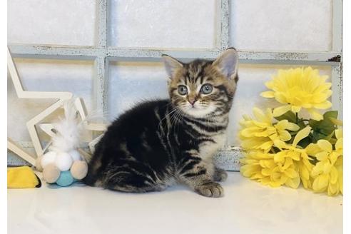 成約済の大阪府のスコティッシュフォールド-14260の5枚目