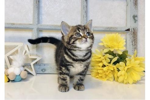 成約済の大阪府のスコティッシュフォールド-14260の4枚目