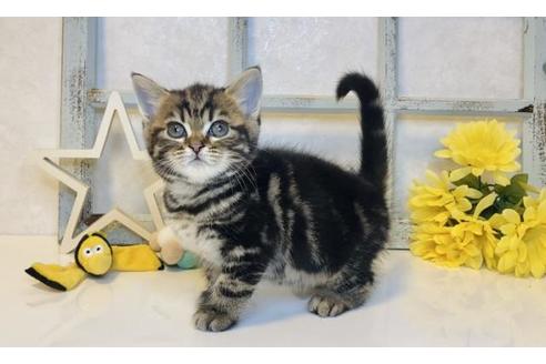 成約済の大阪府のスコティッシュフォールド-14260の3枚目