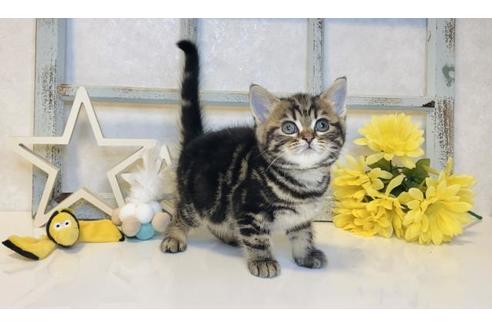 成約済の大阪府のスコティッシュフォールド-14260の2枚目