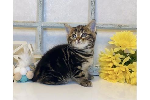 成約済の大阪府のスコティッシュフォールド-14260の1枚目