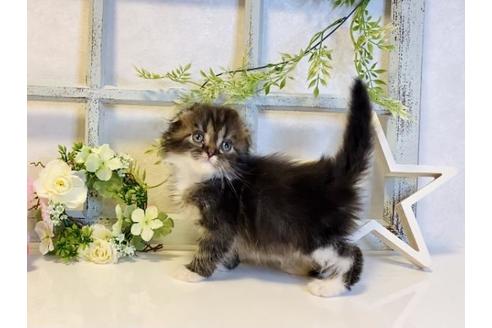 成約済の大阪府のスコティッシュフォールド-14261の5枚目