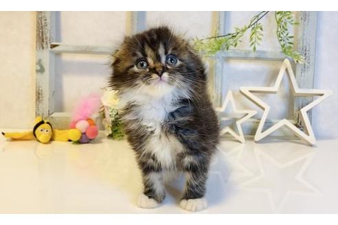 成約済の大阪府のスコティッシュフォールド-14261の4枚目