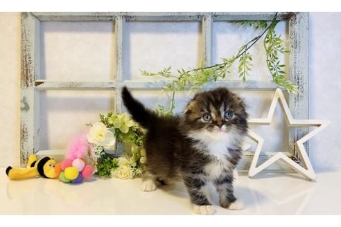 成約済の大阪府のスコティッシュフォールド-14261の3枚目