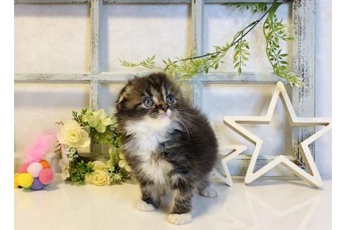 成約済の大阪府のスコティッシュフォールド-14261の2枚目