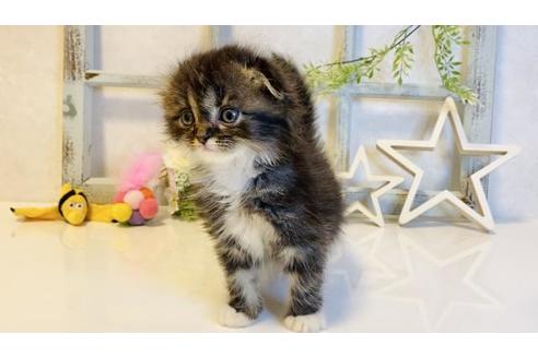 成約済の大阪府のスコティッシュフォールド-14261の1枚目