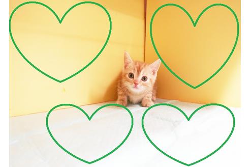 成約済の東京都のアメリカンショートヘア-14289の1枚目