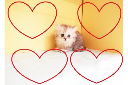 成約済の東京都のミヌエット-14291の1枚目