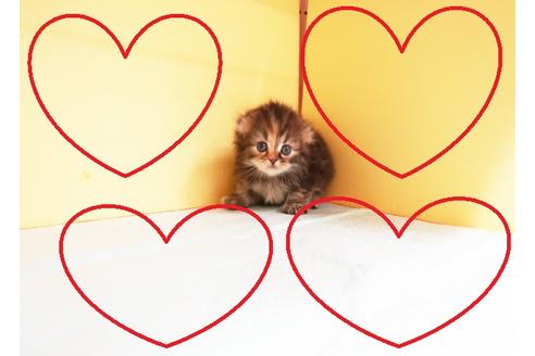 成約済の東京都のスコティッシュフォールド-14292の1枚目