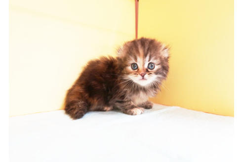 成約済の東京都のスコティッシュフォールド-14292の2枚目