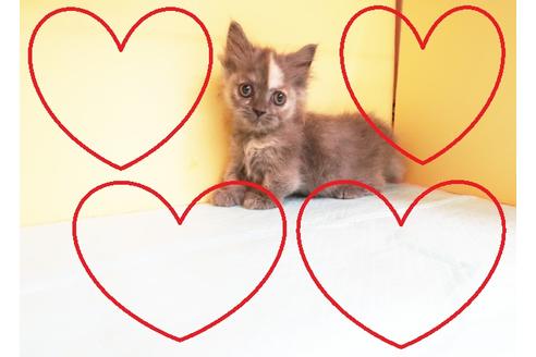 成約済の東京都のマンチカン-14293の1枚目