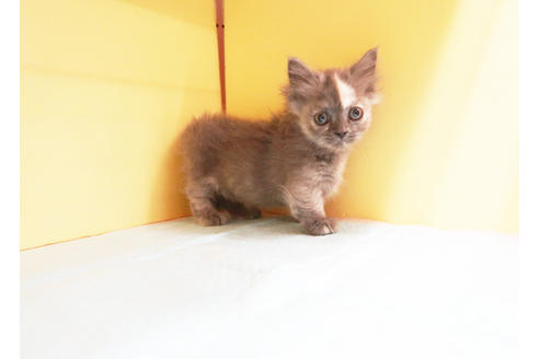 成約済の東京都のマンチカン-14293の2枚目