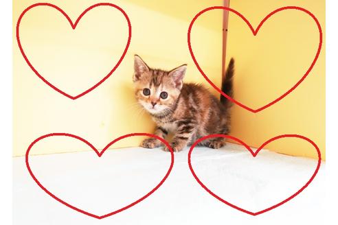 成約済の東京都のアメリカンショートヘア-14294の1枚目