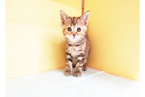 成約済の東京都のアメリカンショートヘア-14294の2枚目