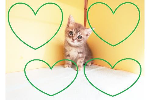 成約済の東京都のミヌエット-14295の1枚目