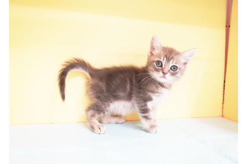 成約済の東京都のミヌエット-14295の2枚目