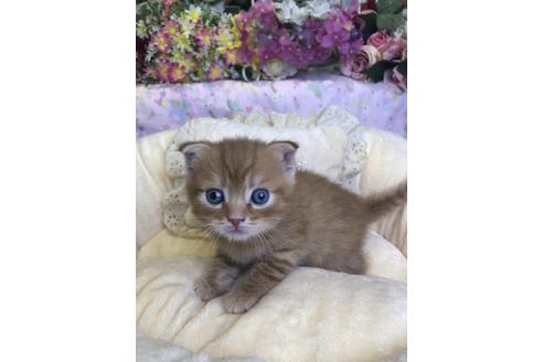 成約済の広島県のスコティッシュフォールド-14337の2枚目