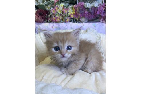 成約済の広島県のミヌエット-14339の2枚目