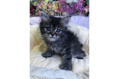 成約済の広島県のミヌエット-14340