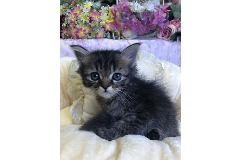 成約済の広島県のミヌエット-14341の1枚目