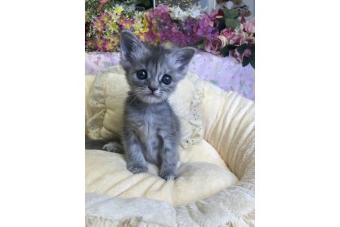 成約済の広島県のミヌエット-14342