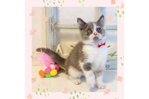 成約済の大阪府のスコティッシュフォールド-14343