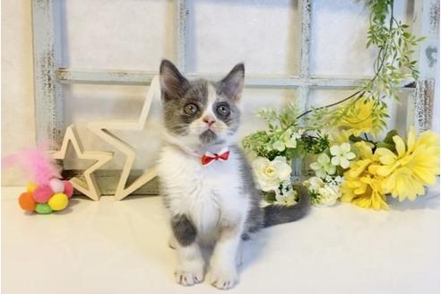 成約済の大阪府のスコティッシュフォールド-14343の5枚目