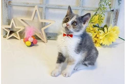 成約済の大阪府のスコティッシュフォールド-14343の3枚目