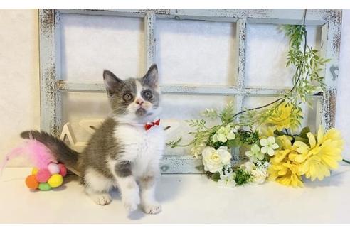 成約済の大阪府のスコティッシュフォールド-14343の2枚目